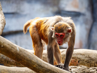 Obraz premium Monkey perched on wooden post