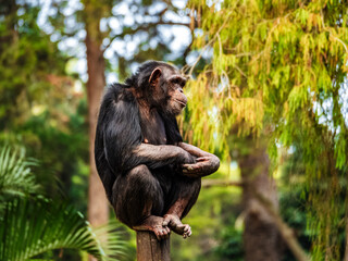 Monkey perched on wooden post
