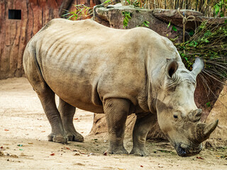 Naklejka premium a rhino is standing by a tree in a zoo enclosure