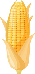 Vector illustration of a fresh. Ripe. And yellow maize corn cob. A healthy and nutritious organic vegetable. Harvested from a farm field in the sweet summer