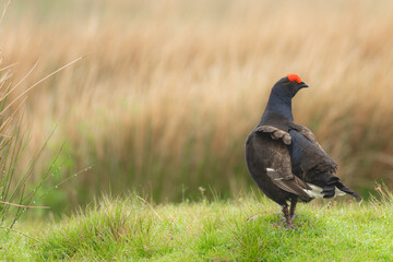 Black Grouse, Scientific name, Lyrurux tetrix.  Close up of a male black grouse, alert and stood   facing right on a managed grouse moor in Swaledale, Yorkshire Dales, UK.  Space for copy.  Horizontal