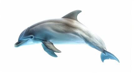 The side view of a dolphin, isolated against a white background. Ai generated