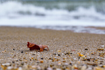 an image of a leaf on the sand near the ocean
