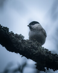 Marsh tit perched on a branch against a gray sky.