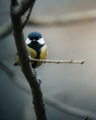 Great tit perched on a tree branch.