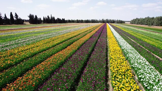 Field aerial video of Ranunculus in Kibbutz Nir Yitzhak