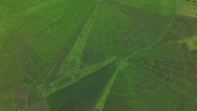 Aerial view of rice fields, spider web, and paddy in Ruteng, Flores, Indonesia.