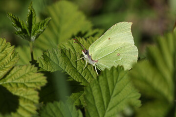 A pretty Brimstone Butterfly, Gonepteryx rhamni, perching on a leaf in springtime.
