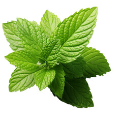 Fresh Mint Leaf Isolated on Transparent Background, PNG, Cut Out.