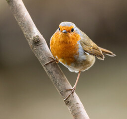a small Robin bird sitting on a branch and looking away from the camera