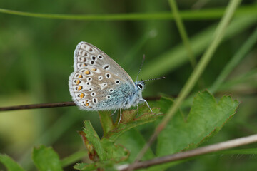 A Common Blue Butterfly, Polyommatus icarus, resting on plant in a meadow.