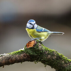 small blue and yellow Blue tit bird on mossy branch by trees
