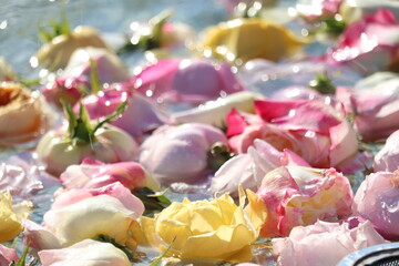 Roses floating in the fountain