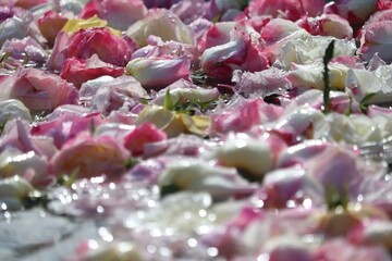 Roses floating in the fountain