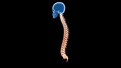 Anatomy of human vertebral column 3d illustration 