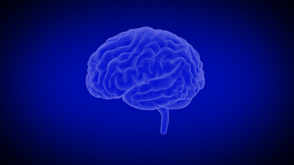 Anatomy of human brain isolated in blue background 3d illustration