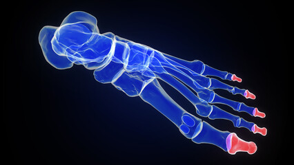 Fototapeta premium Anatomy of foot bones (Distal phalanx foot) 3d illustration