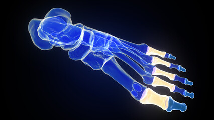 Anatomy of proximal phalanges bones in human foot 3d illustration