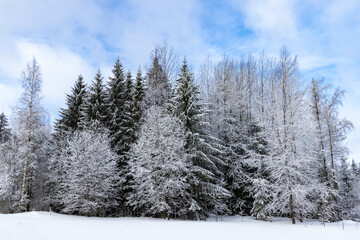 Snow-covered trees in a wintry landscape with a cloudy sky in Haanja upland, Voru county, Estonia