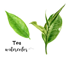Watercolor tea leaves and flowers set on white background