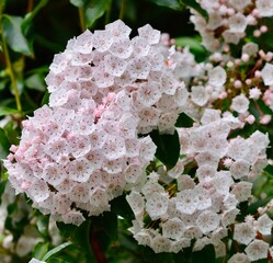 Close-up of pink Mountain Laurel (Kalmia latifolia) flowers with blooming in a lush forest