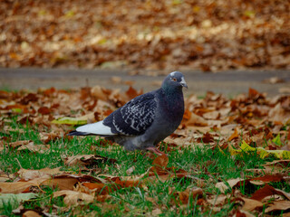 A pigeon in Hyde Park in autumn