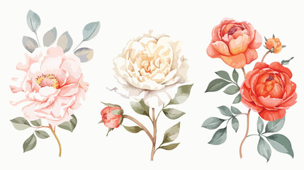 Watercolor flowers Four peonies roses leaf. Hand draw