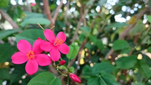 Nature background Jatropha integerrima with blur background in the garden.  The video starts with a blurry screen for a few seconds and then red flowers appear with clearer focus. Bunga Betawi