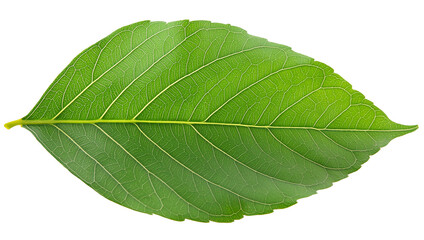 Obraz premium Green tropical single leaf