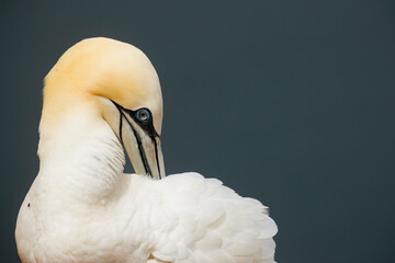 Close-up of elegant Gannet with long white plumage and striking black eye