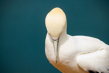 White Gannet stands by the water, gazing attentively