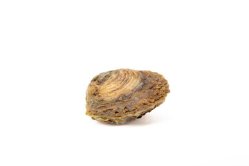 Oyster shell isolated on a pure white backdrop, showcasing its detail and structure