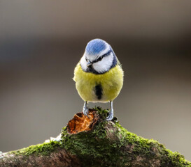Obraz premium a Blue tit bird sits on top of a branch in the woods