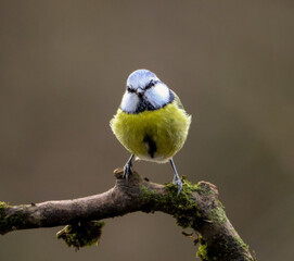 a Blue tit bird sitting on top of a branch of a tree