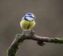 a Blue tit bird standing on a tree branch next to a mossy surface