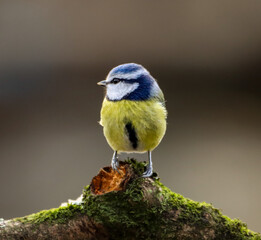 a Blue tit bird standing on a tree branch in the sunlight