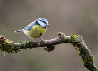 Obraz premium a Blue tit bird perched on the side of a tree branch