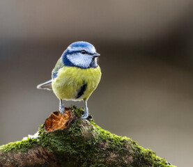 a Blue tit bird sitting on a log in the forest,