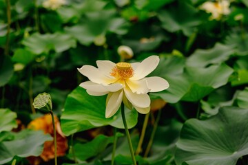 Obraz premium a lotus flower blooming in a pond with green leaves