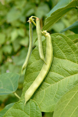 Phaseolus vulgaris 'Coco blanc à rames Sophie' , Haricot grains et mangetout