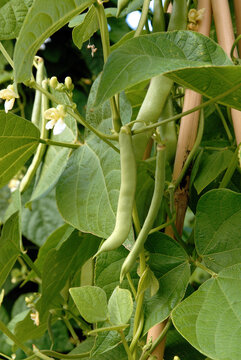 Phaseolus vulgaris 'Coco blanc &agrave; rames Sophie' , Haricot grains et mangetout