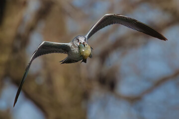 there is a bird in the air with wings wide open