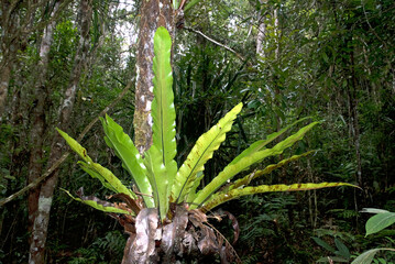 Asplénie nid d'oiseau, Asplenium nidus, Madagascar, Afrique