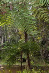 fougère arborescente, Cyathea borbonica, Madagascar