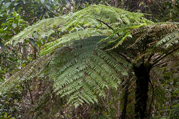 fougère arborescente, Cyathea borbonica, Madagascar © JAG IMAGES