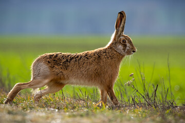 Fluffy brown hare in a lush green field