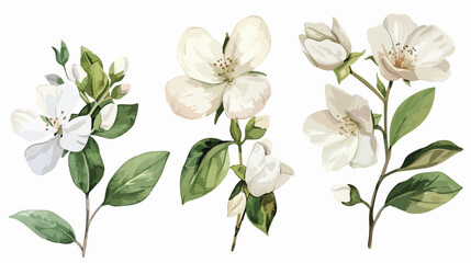 Watercolor white flowers. Floral illustration isolate