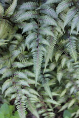 fern in the forest