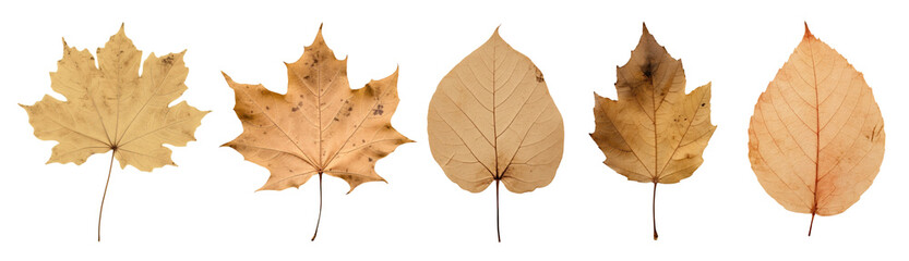 Obraz premium Pressed leaves png element set on transparent background