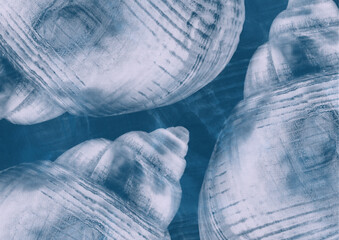 blue and white shell textured background